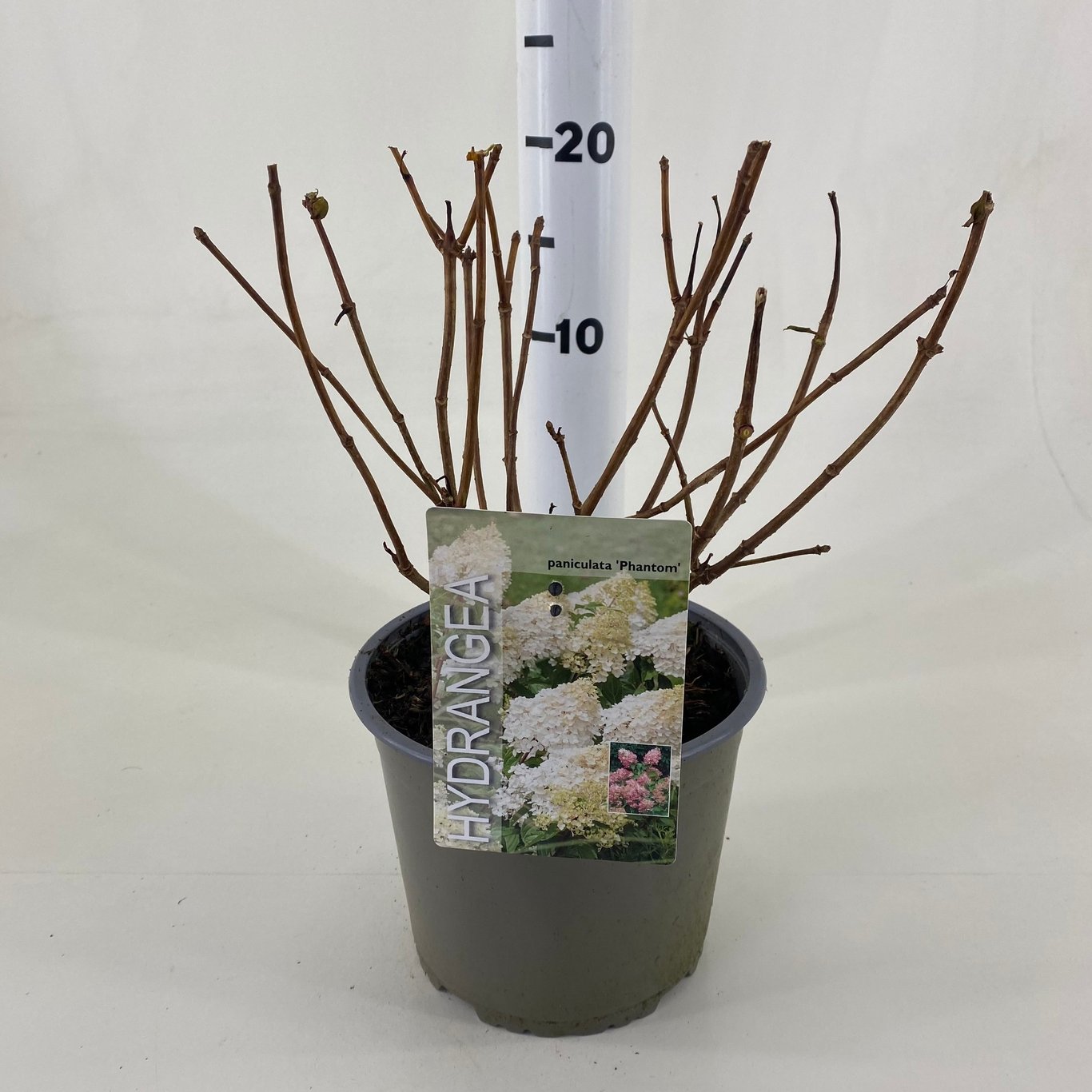 Hydrangea pan. 'Phantom' - C3 20-30 CM